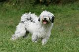 TERRIER DU TIBET 276